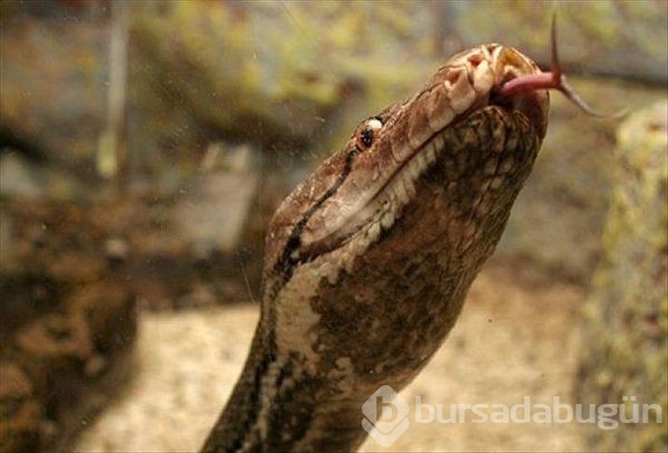 Avustralya'da piton dehşeti!