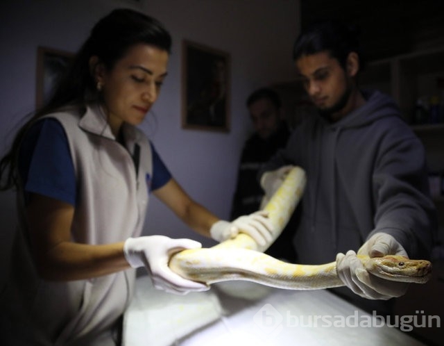 El koyulan albino piton yeni yuvasında