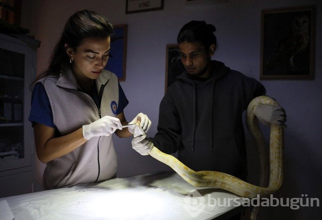 El koyulan albino piton yeni yuvasında