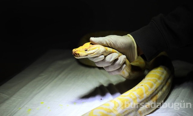 El koyulan albino piton yeni yuvasında
