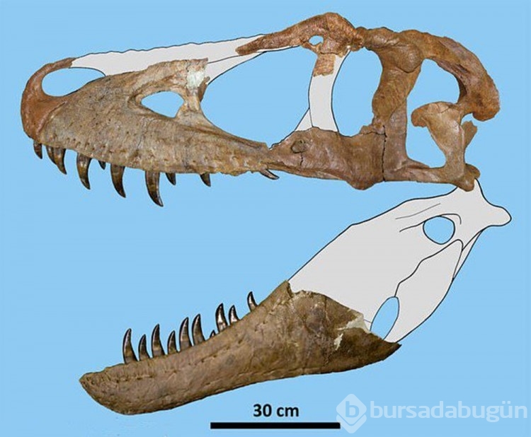 76 milyon yıl önce yaşayan yeni bir dinozor türü keşfedildi