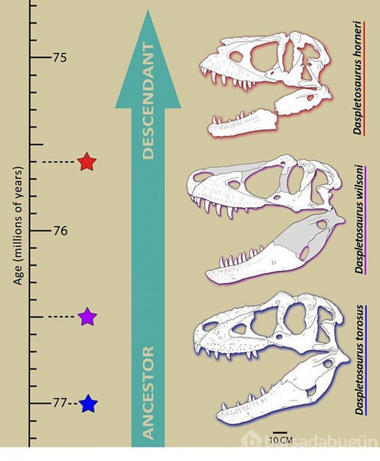 76 milyon yıl önce yaşayan yeni bir dinozor türü keşfedildi