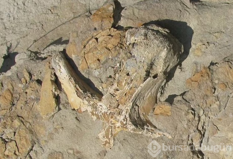 76 milyon yıl önce yaşayan yeni bir dinozor türü keşfedildi