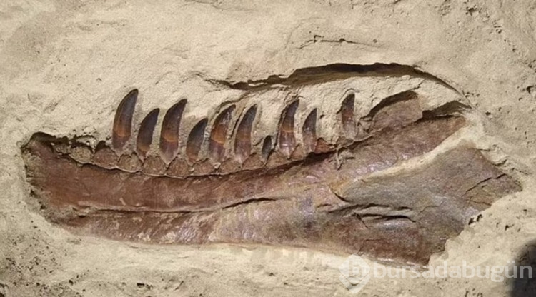 76 milyon yıl önce yaşayan yeni bir dinozor türü keşfedildi