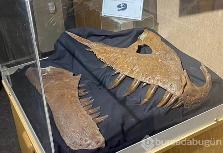 76 milyon yıl önce yaşayan yeni bir dinozor türü keşfedildi