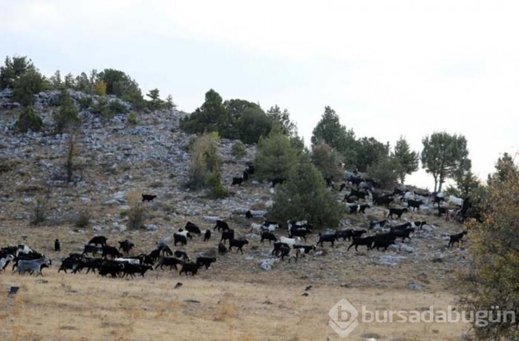 Yörüklerin 'kış yurdu' göçü
