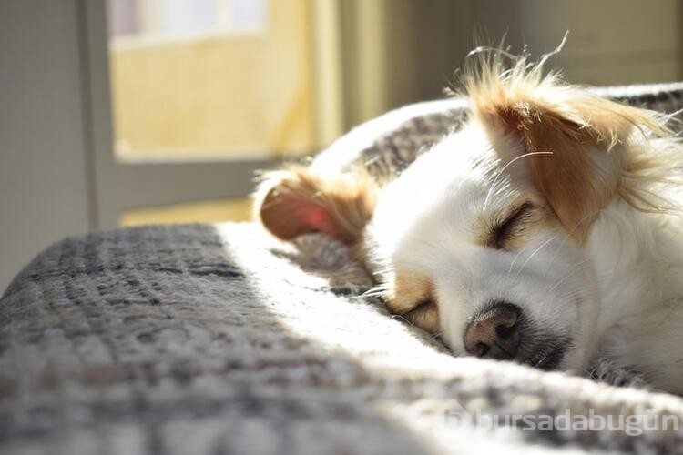 Köpekler için tehlikeli olan besinler