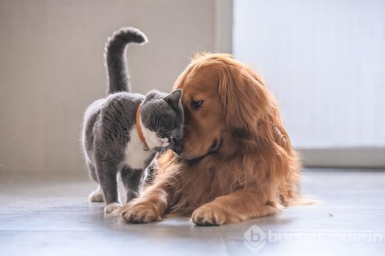 Köpekler için tehlikeli olan besinler