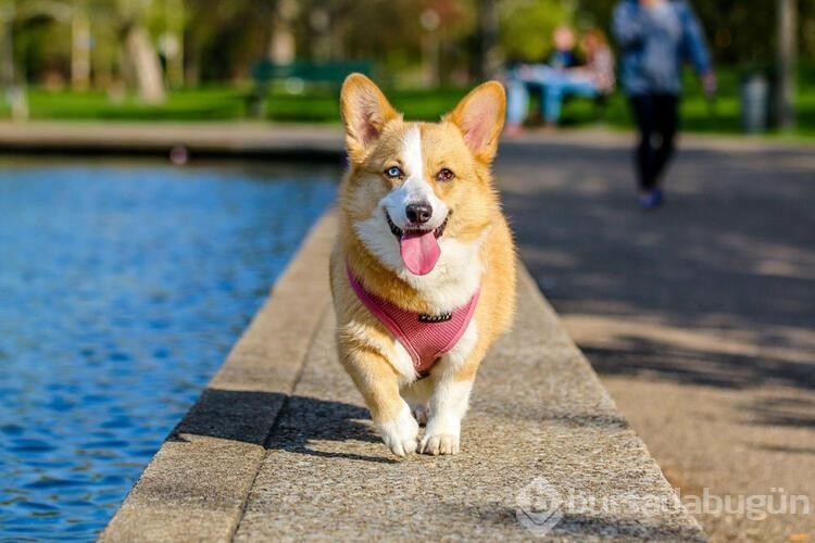 Köpekler için tehlikeli olan besinler