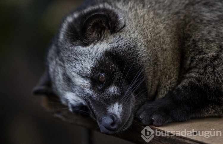 Dünyanın en pahalı kahvesi: Luwak kahvesi