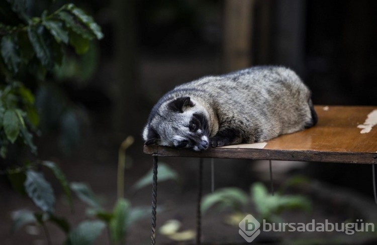 Dünyanın en pahalı kahvesi: Luwak kahvesi