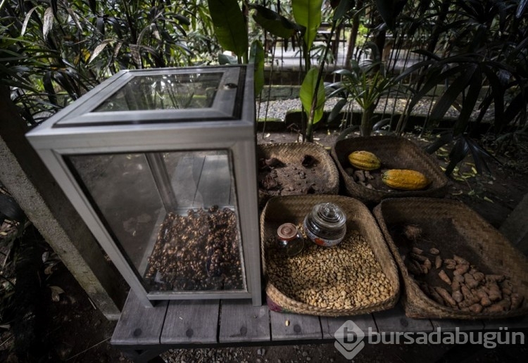 Dünyanın en pahalı kahvesi: Luwak kahvesi