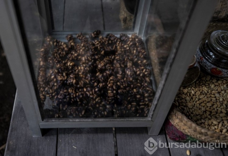 Dünyanın en pahalı kahvesi: Luwak kahvesi
