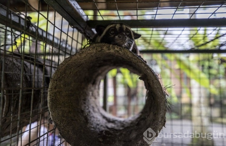 Dünyanın en pahalı kahvesi: Luwak kahvesi