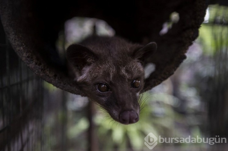 Dünyanın en pahalı kahvesi: Luwak kahvesi