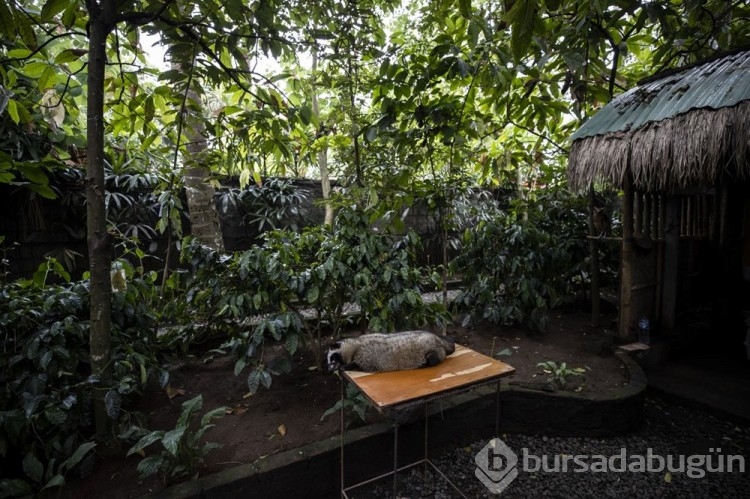 Dünyanın en pahalı kahvesi: Luwak kahvesi