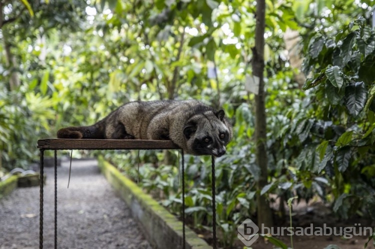 Dünyanın en pahalı kahvesi: Luwak kahvesi