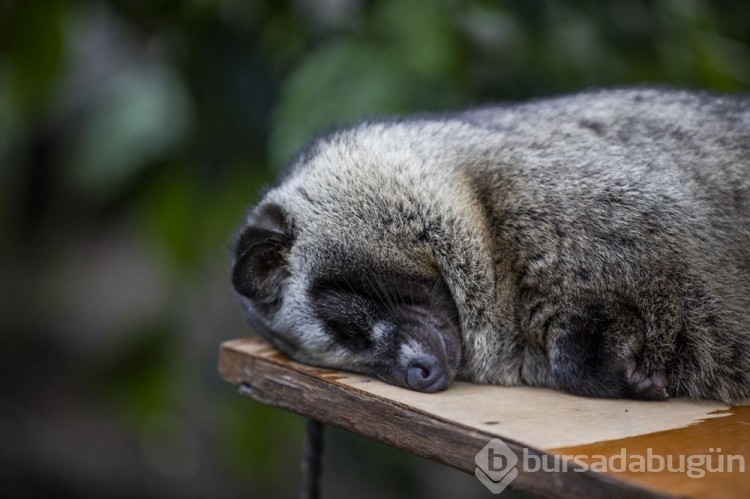Dünyanın en pahalı kahvesi: Luwak kahvesi