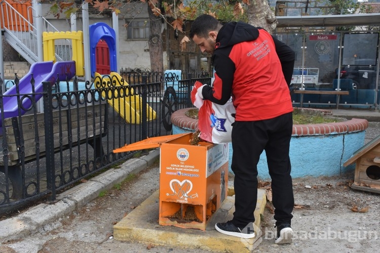 Bursa'da Sokak hayvanları mamaya kolayca ulaşıyor