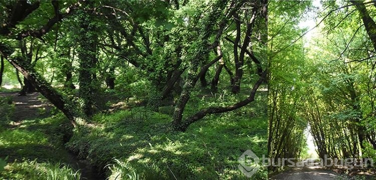 Kleopatra'nın güzellik iksiri: Sığla yağı