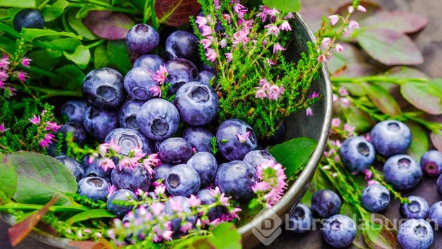 Bu besinler Alzheimer ve Demansa iyi geliyor 
