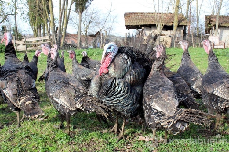 Yılbaşı hindileri bin liraya ulaştı