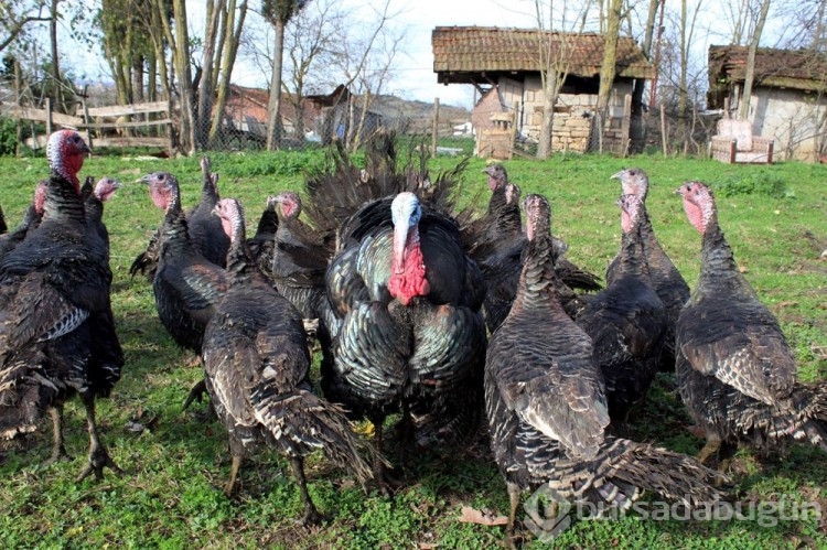 Yılbaşı hindileri bin liraya ulaştı