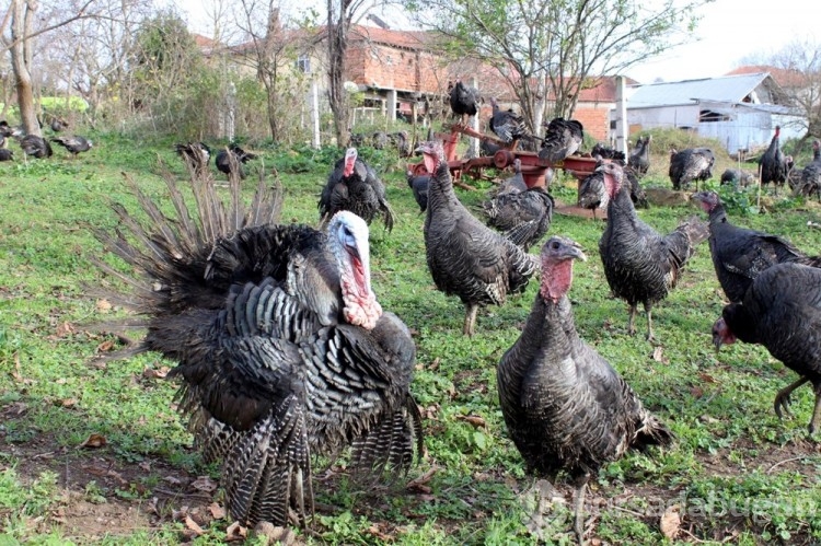 Yılbaşı hindileri bin liraya ulaştı