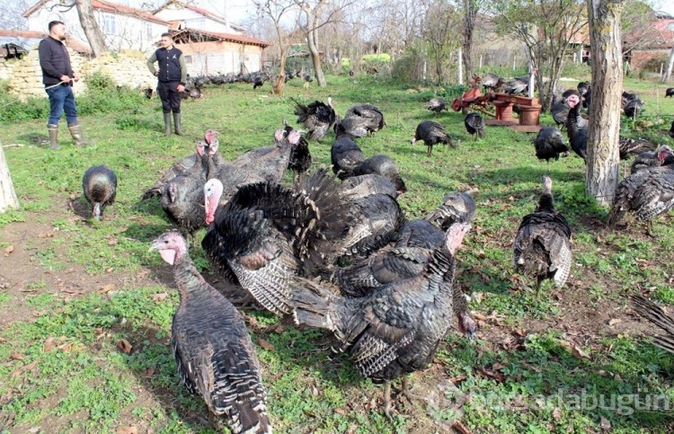 Yılbaşı hindileri bin liraya ulaştı