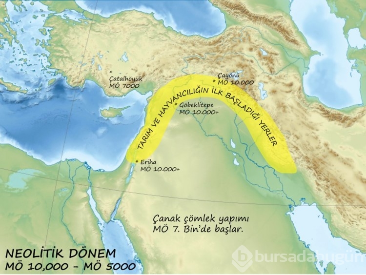 Kediler ilk kez 12 bin yıl önce evcilleştirilmiş