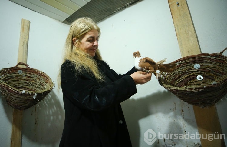Diyarbakır'da güvercinler podyuma hazırlanıyor