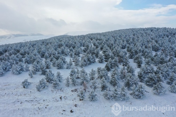  Ünlü sarıçam ormanları beyaza büründü
