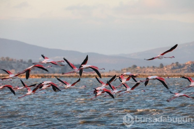 İzmir Kuş Cenneti'nden manzaralar
