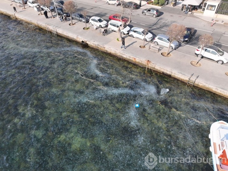 İstanbul Boğazı'ndaki denizanaları tedirgin ediyor