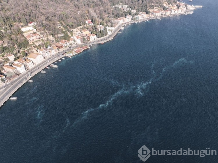 İstanbul Boğazı'ndaki denizanaları tedirgin ediyor