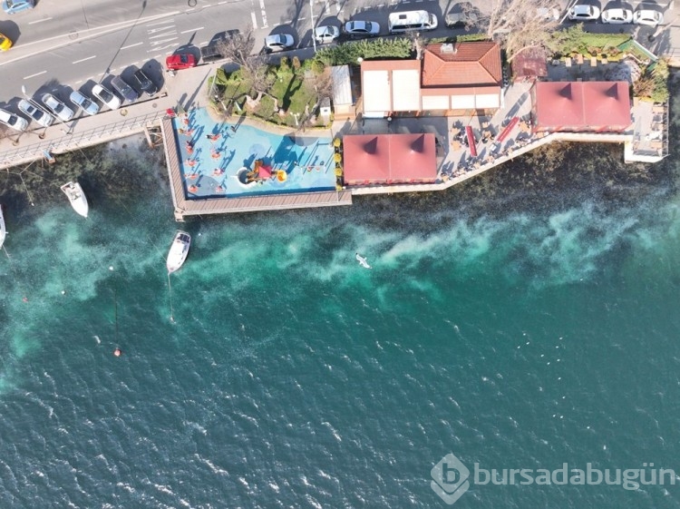 İstanbul Boğazı'ndaki denizanaları tedirgin ediyor