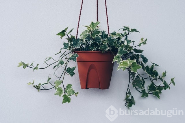 Strese hangi bitkiler iyi geliyor?