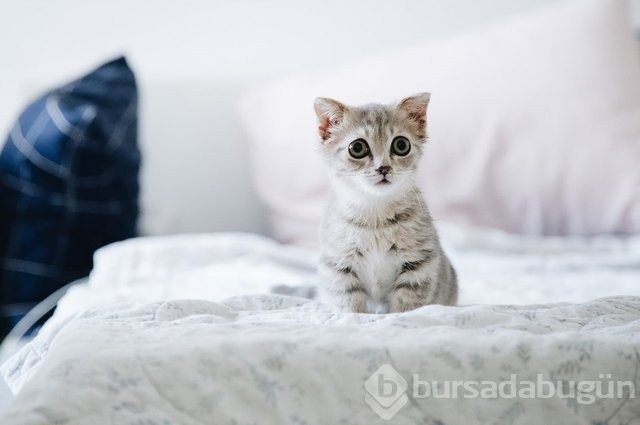 Evcil hayvanımızı kaybetmek neden çok acı veriyor?