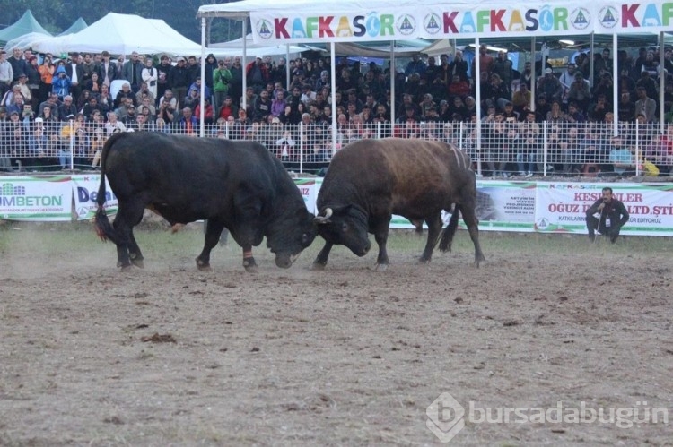 Boğa Güreşleri'nin geçen yılki şampiyonu 'Vefa' satıldı
