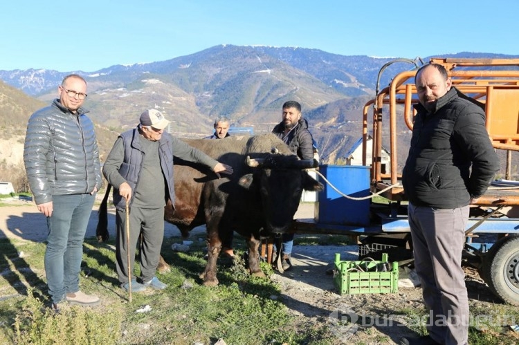 Boğa Güreşleri'nin geçen yılki şampiyonu 'Vefa' satıldı