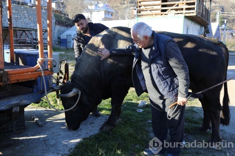 Boğa Güreşleri'nin geçen yılki şampiyonu 'Vefa' satıldı