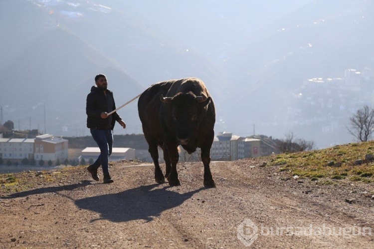 Boğa Güreşleri'nin geçen yılki şampiyonu 'Vefa' satıldı