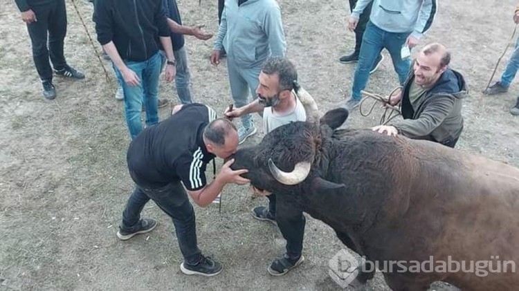 Boğa Güreşleri'nin geçen yılki şampiyonu 'Vefa' satıldı