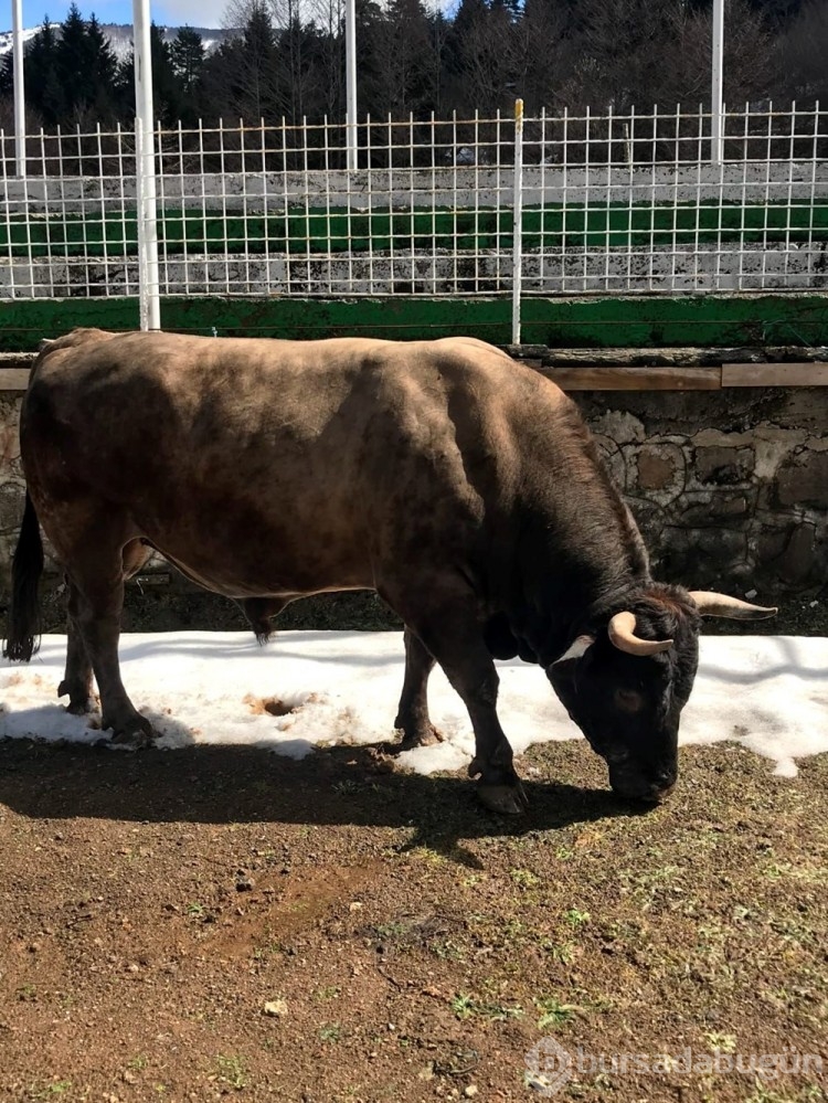 Boğa Güreşleri'nin geçen yılki şampiyonu 'Vefa' satıldı