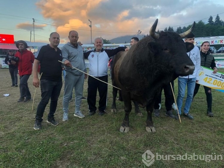 Boğa Güreşleri'nin geçen yılki şampiyonu 'Vefa' satıldı