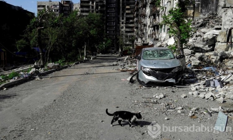 Ukrayna'da kedilerde cephede mücadele ediyor