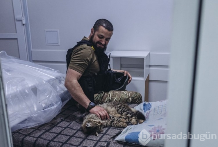Ukrayna'da kedilerde cephede mücadele ediyor