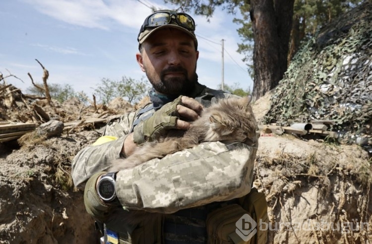 Ukrayna'da kedilerde cephede mücadele ediyor