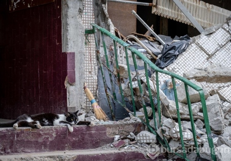 Ukrayna'da kedilerde cephede mücadele ediyor