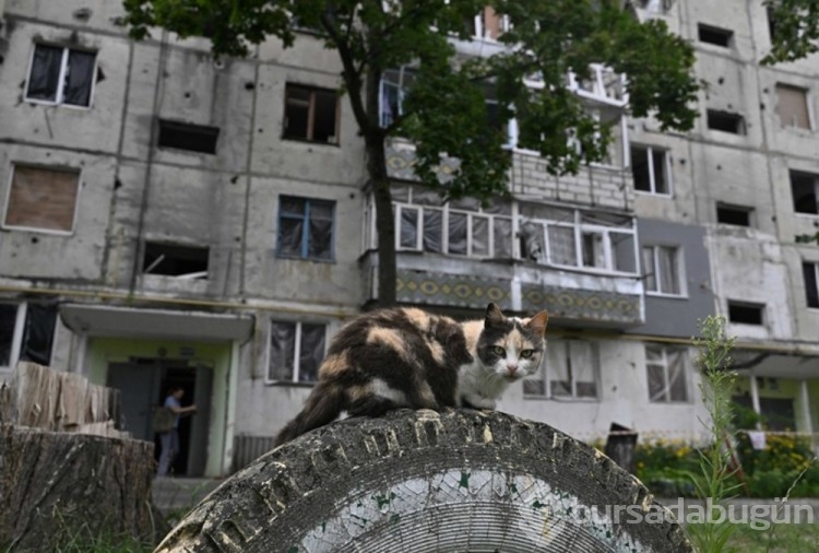 Ukrayna'da kedilerde cephede mücadele ediyor